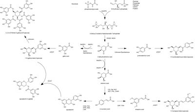 Two UGT84A Family Glycosyltransferases Regulate Phenol, Flavonoid, and Tannin Metabolism in Juglans regia (English Walnut)